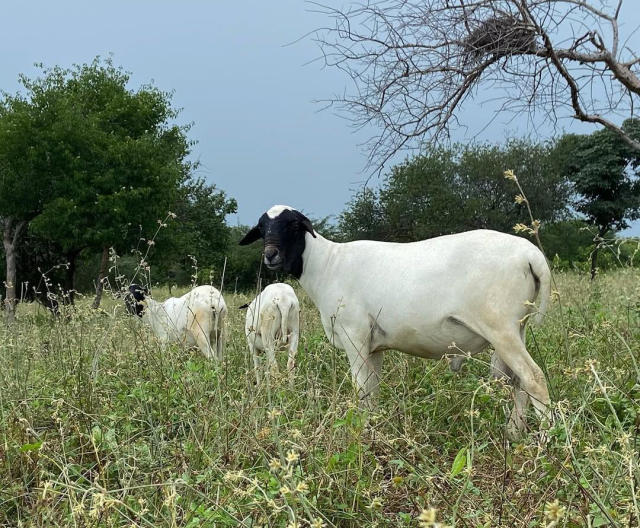 Foto colorida de um carneiro da raça soinga, de corpo recoberto de pelagem branca com a cabeça preta e mancha branca na fronte, ele tem cauda curta com uma leve deposição adiposa na base, não tem chifres e as orelhas são de tamanho médio, viradas para baixo, ele está de perfil com a cabeça virada para a câmera. Mais a frente estão outros dois animais da mesma raça, todos estão numa pastagem nativa de altura média.