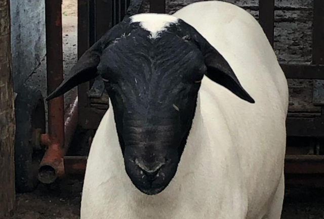 Foto colorida de um animal soinga, ele está de frente para a câmera destacando a mancha branca triangular na fronte. 