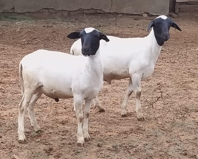 Foto colorida de dois carneiros soinga de perfil com as cabeças voltadas em direção da camera, num piquete de areia. 