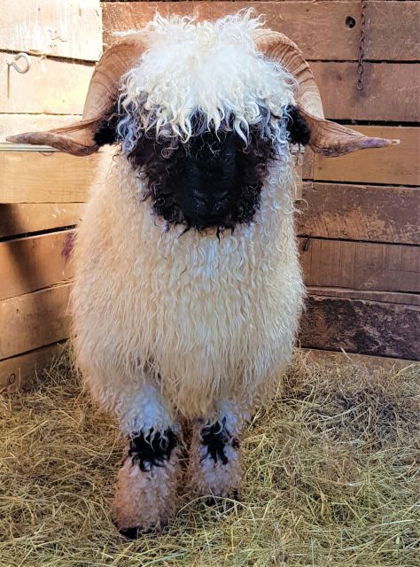 Foto colorida de um carneiro da raça, destacando além das características da raça citadas nas fotos anteriores, os chifres espiralados, apontados para baixo e para fora. Ele está numa baia com paredes de tábuas e uma cama de feno. 