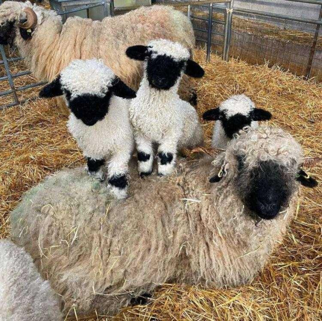 Foto colorida de uma ovelha deitada numa cama de palha com dois cordeiros em pé em cima do tronco da mãe de frente para a câmera. Na baia é possível ver outra ovelha ao fundo. 