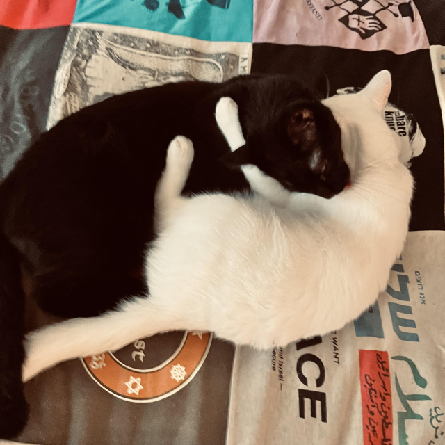 a white cat and a black cat fully embrace and groom each other on a quilt