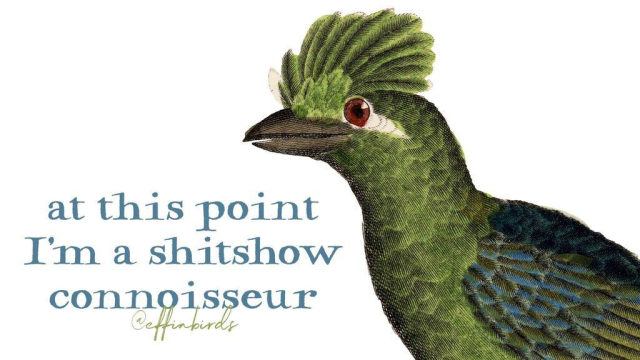 A painting of a bird next to the words "at this point i'm a shitshow connoisseur"
