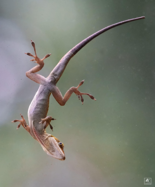 Color photo of the underside of an anole lizard that is clinging to window glass. 