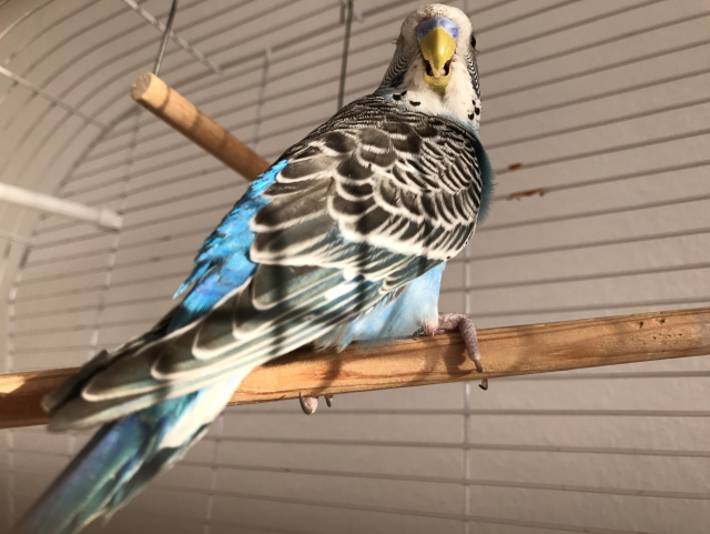 Juvenile light blue budgie on a perch
