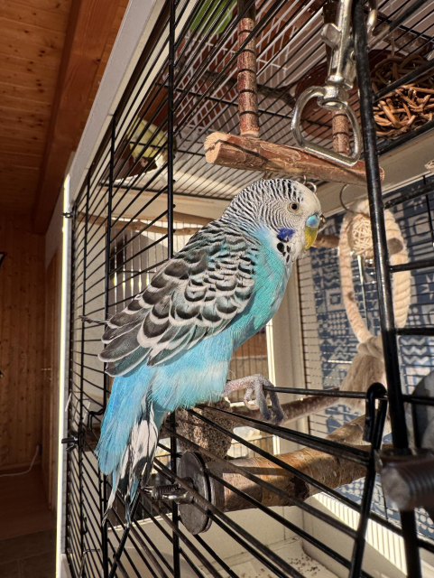 Light blue budgie on the door of his home cage looking back at the camera. 