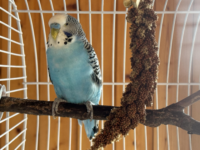 Light blue budgie on a perch next to his favourite snack, foxtail millet
