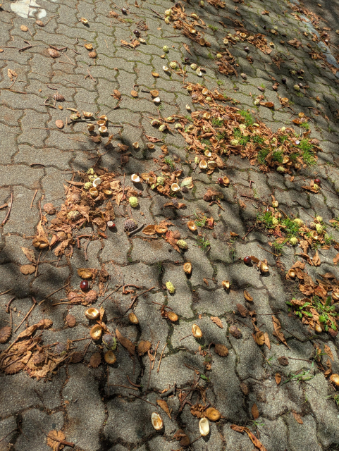 Feuilles mortes et marrons au sol.