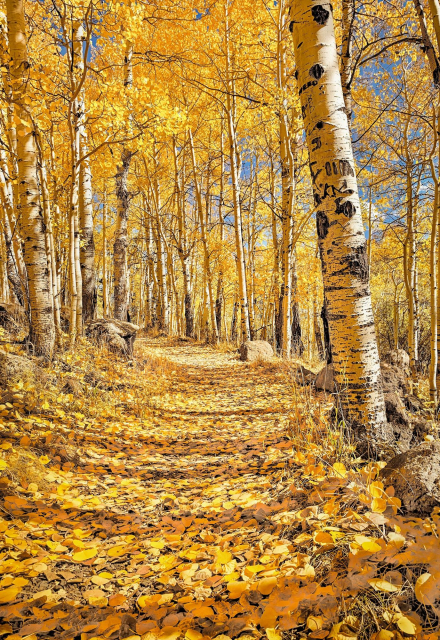 A winding trail at Fish Lake, Utah, covered in golden aspen leaves with white-barked trees glowing in autumn sunlight. This forest is part of Pando, the largest living organism on Earth, sharing one massive root system.
