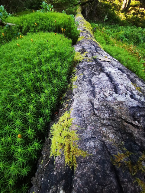 The image depicts a fallen tree trunk lying horizontally on the forest floor, surrounded by vibrant green moss and small plants. The tree trunk is covered with patches of bright yellow-green moss, contrasting with its rough, gray bark. The moss is dense and lush, with some small orange buds visible among the greenery. The background features a variety of green plants and trees, indicating a dense forest environment. The lighting suggests a natural, outdoor setting with dappled sunlight filtering through the canopy. The overall scene is rich in texture and color, highlighting the natural beauty of the forest floor.