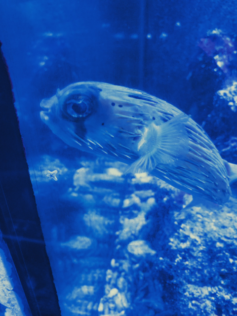 Fotografie z akvária ukazuje rybu s kulatým tělem a velkýma očima, jak plave u skla nádrže v modře nasvíceném prostředí.