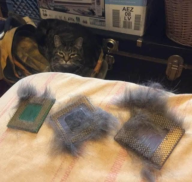 pga processors full of cat fur with a cat sitting behind them and looking at the camera