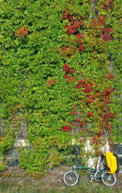 A folding bike leaning towards a wall full of green and red leaves.
