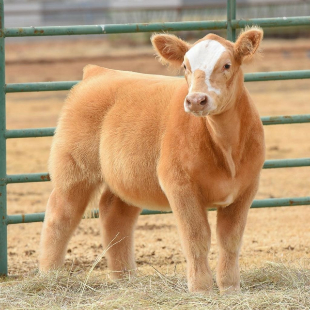 an orange-furred blowdried cow with white spots on its head. it is looking very fluffy