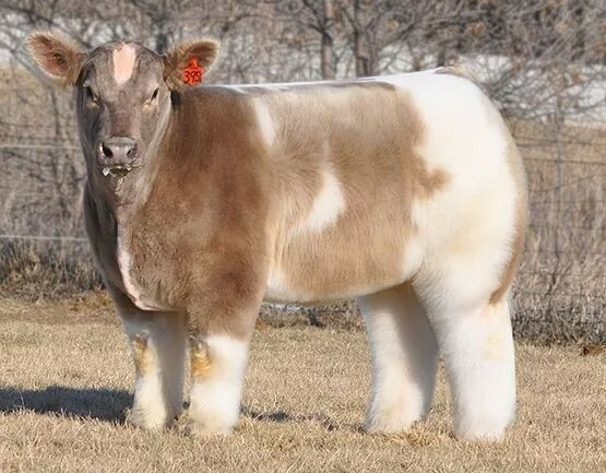 another blow dried cow; except this one has brown white spotted fur. it kind of looks like a walking fleece jacket except it is also an adorable cow