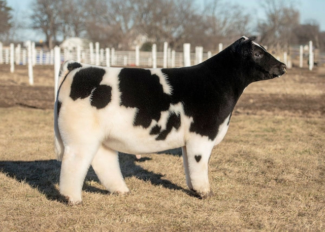 yet ANOTHER blow dried cow, but this one is black and white, and giving the camera a diva-like glance. it knows how cute it is and it also knows that YOU know how cute it is