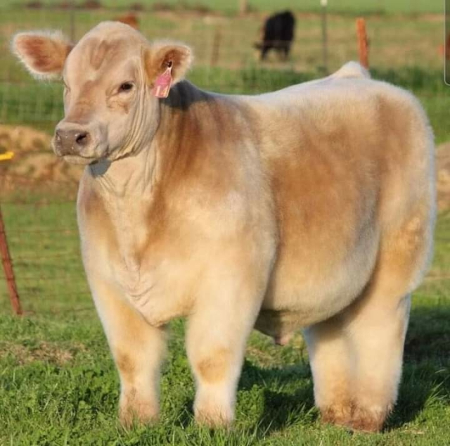 one FINAL blow dried cow. now this one is entirely golden brown and serving major "confused but enthusiastic" dog energy