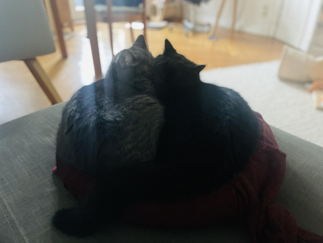 Two cats are cuddling closely together on a cozy surface, one gray and the other black. The setting is a softly lit room with wooden flooring and some blurred furniture in the background.