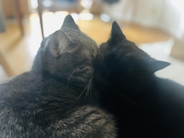 Two cats, one gray and one black, are cuddled close together, their heads leaning against each other. The background is softly blurred, giving focus to their fur and closeness.