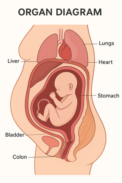 Side view of a diagram labelled "organ diagram". It shows a female body from side view, carrying a pregnancy. Most organs are in roughly the right place in the pelcis. There is a bladder in the right position, labelled bladder. The vagina is roughly where it should be, albeit with an additional line which goes around the outside of the uterus in a circle. It is labelled colon. The rectum is roughly in the correct place, although it attaches to the vagina at the bottom. Inside the uterus, the foetus in breech position has an umbilical cord which leads to nothing. This organ is labelled stomach. Above it, we have two tiny lungs labelled "heart" and viewed from the front, with a heart in the correct place if you were viewing from the front, labelled lungs. The liver is also shown, labelled as liver, but it is inside the uterus. 