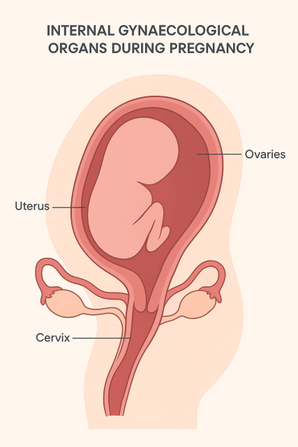 Diagram headed "internal gynaecological organs during pregnancy". It depicts a faint outline of the lower body of a human. Inside, from the bottom, is a pink tube which extends down to the thigh, labelled cervix. Branching off this are ovaries and uterine tubes. Above it is a round part, with an illustration of a foetus in outline. The foetus is in breech position with no umbilical cord or placenta. The inside of the uterus is labelled ovaries, the foetus is labelled uterus, and the part where the vagina meets the uterine tubes is labelled cervix.