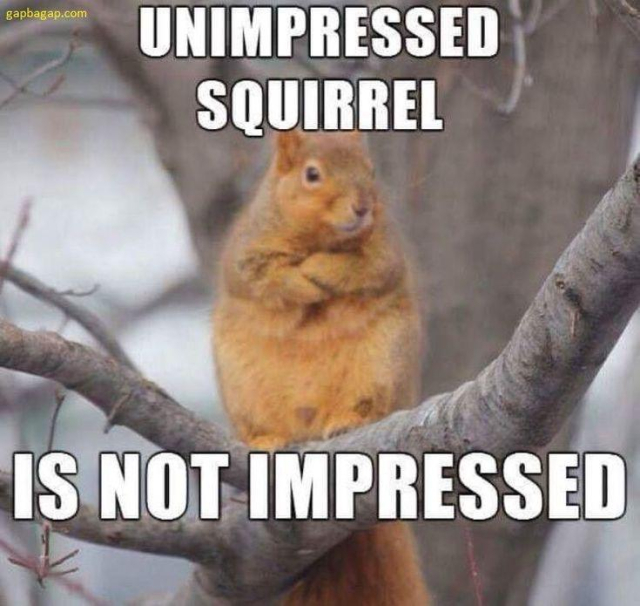 Picture a tubby reddish  orange squirrel sitting in a crook in a branch of a tree. They are looking distinctly unimpressed & have their arms folded.
The caption reads “Unimpressed Squirrel is not impressed”

Credit: DDG find