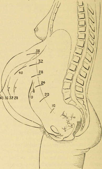 Illustration of a pregnant figure in outline from the side. Numbered lines representing weeks of pregnancy progress up the abdomen with 16 still in the pelvis, 20 a little below navel level, 24 above the navel, 28 and 32 further up still, and 36 almost below the breasts. 40  is lower, on par with 32 weeks. Further numbered lines indicate position of the belly bump, with it sticking out most at 40 weeks. 