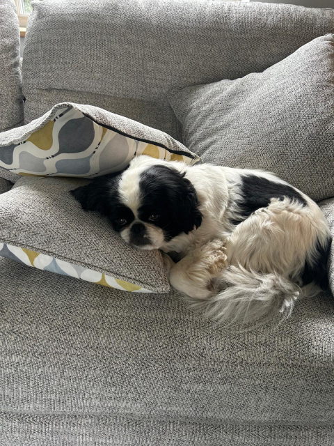 The dog, a mostly white-furred fiend with black patches, is lying comfortable on one of the new sofa cushions. 