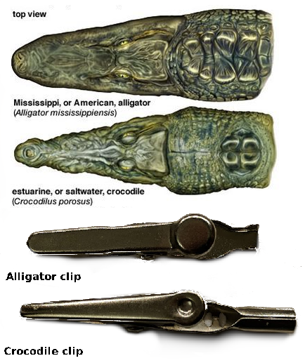 chart comparing top view of alligators, crocodiles, and clips