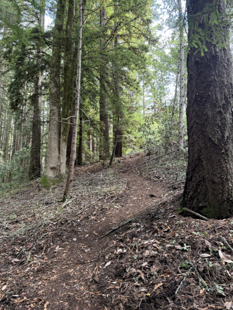UCSC trails