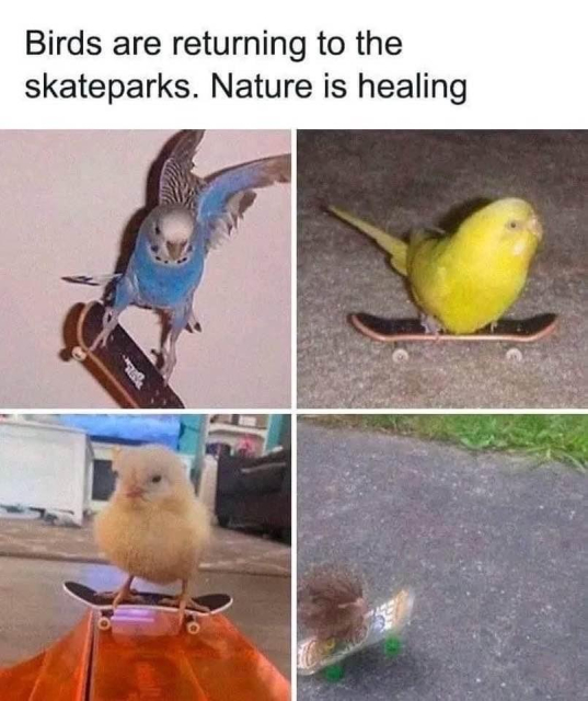 birds are returning to skate parks. nature is healing (pictures of birds, riding tiny skateboards)