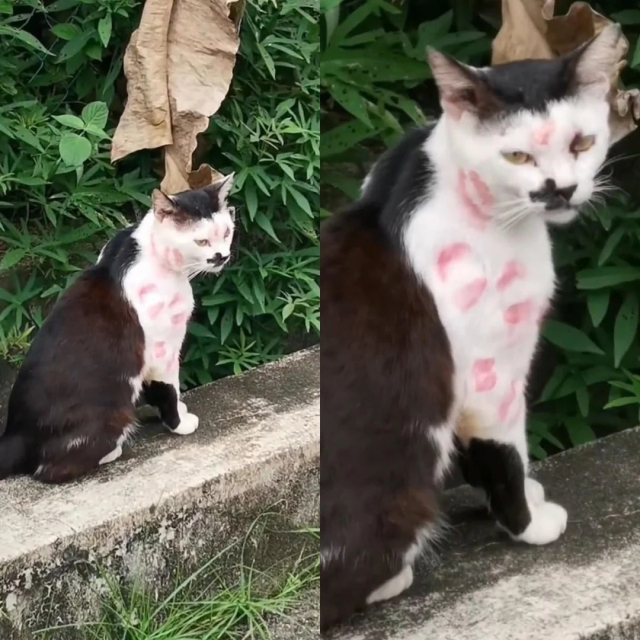 Two side by side photos showing a black and white cat with red lipstick kiss marks all over it. Someone is loved