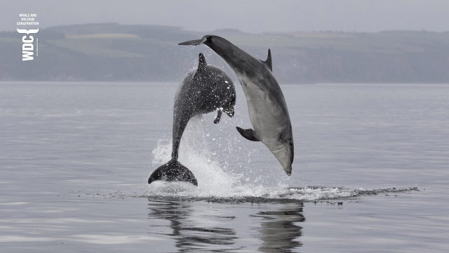 Two Bottlenose dolphins leaping out of a calm grey sea with hazy landscape in the distance. 