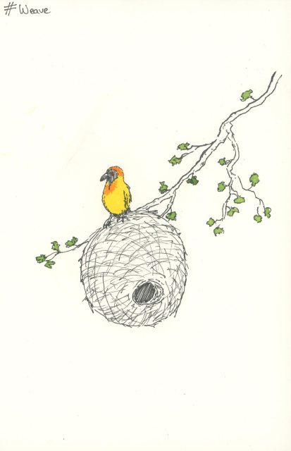 a black pen and watercolour wash sketch of an african weaver bird sitting on its nest. the bird is coloured in yellow and little patches of orange, and the leaves of the branch are coloured green. the rest is monochrome. the nest is approximately spherical with a small entrance hole at the front.