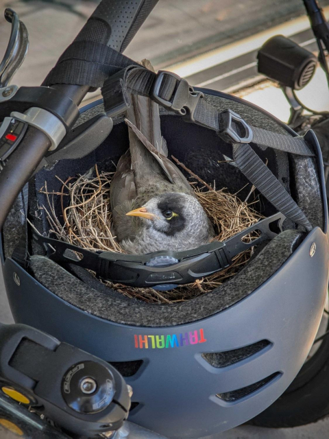 A myna bird sitting in a bird nest which is nestled inside a helmet hanging from the handle of a bicycle. Photo by William Lay.