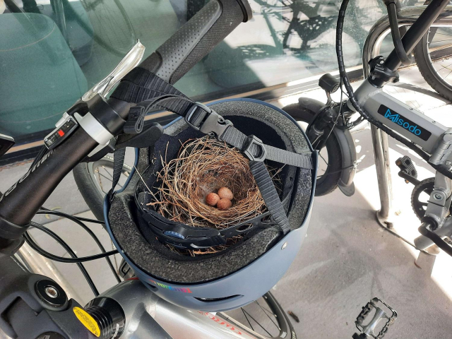 A helmet hanging on the handle of a bicycle. Inside the helmet is a nest containing three small cream coloured eggs. Photo by Jason Free.