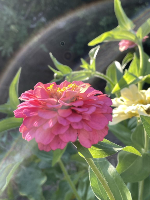 A bright pink zinnia in late afternoon light with lens flares like rainbows over it. Background in soft focus of other zinnias and garden greens