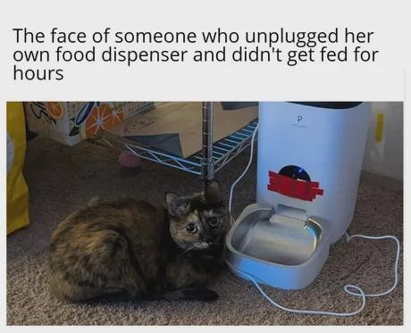 The face of someone who unplugged her own food dispenser and didn't get fed for hours.

[Photo of a sad looking cat loafing and waiting by her empty food bowl which denied feeding her on time. Poor kitty!]