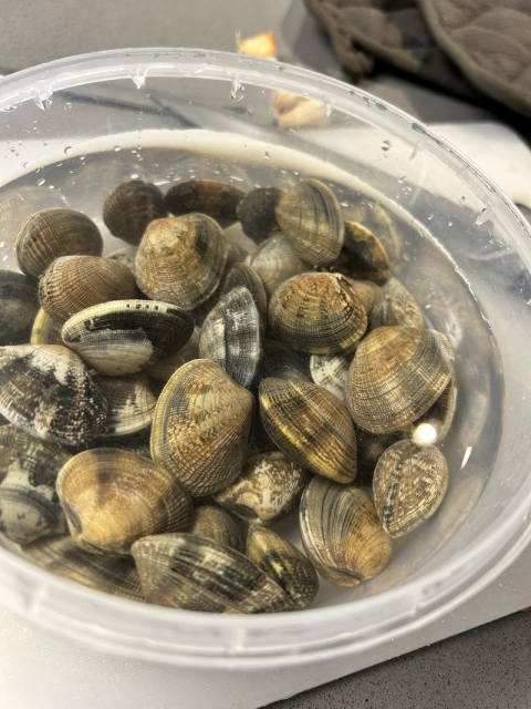 a plastic bowl of clams soaking in water