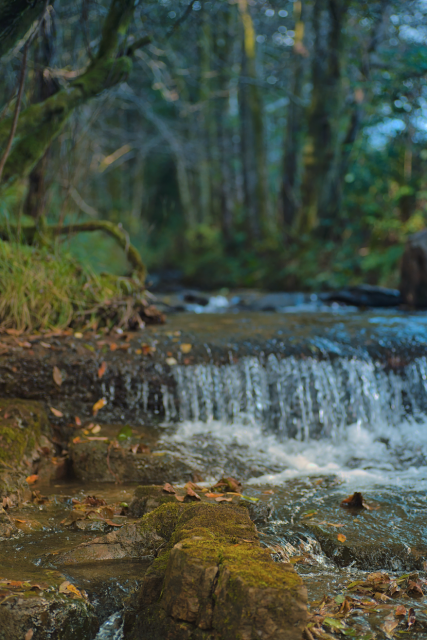A stream pouring over a short drop in a forest. There are trees out of focus in the background, and the water itself is slightly out of focus, with some mossy rocks in the foreground in sharp focus. 