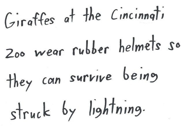 Giraffes at the Cincinnati
zoo wear rubber helmets so
they can survive being
struck by lightning.