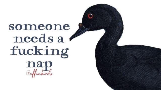 A painting of a bird next to the words "someone needs a fucking nap"