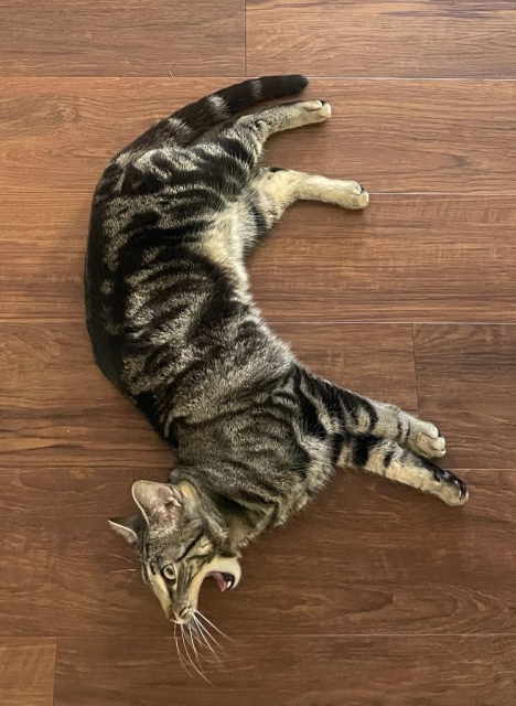 Photo of a tabby cat laying down on the hardwood floor with its mouth open, as if screaming "aaaaaaah!"
I feel you little kitty. I feel you.