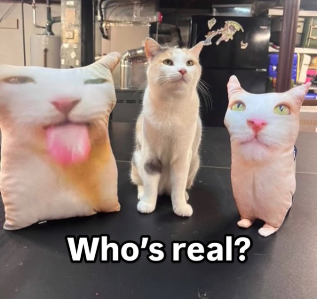 A photo showing three cats, with the caption "Who's real?". The cat in the center is a real calico cat, sitting proudly. It is flanked by two custom-made pillows shaped and printed to look like cat heads. The pillow on the left has a silly expression with its tongue sticking out, while the one on the right has a more neutral face.
