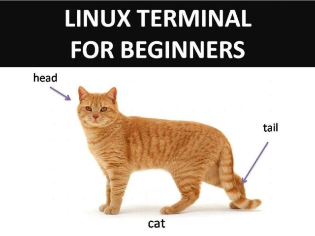 The title reads "Linux terminal for beginners", with a photo of an orange cat below. There are arrows pointing to different parts of the cat saying "head", "cat", "tail".