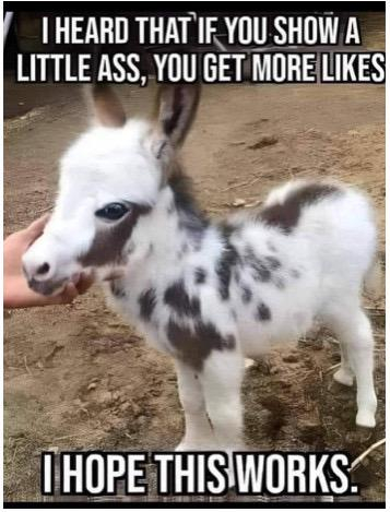 a very cute baby donkey that is mostly white with some brown spots. 

text says I heard if you show a little ass you get more likes. I hope this works.