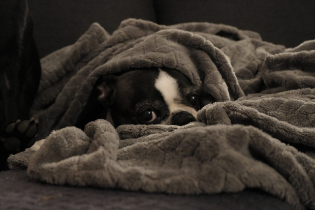A black and white dog head popping out of a gray blanket. The dog is staring directly at whoever is taking the picture.