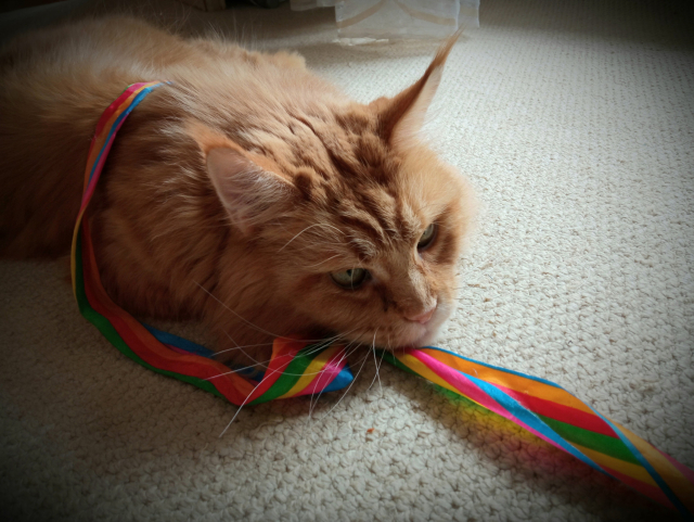 Nefalšovaná kočka s gymnastickou stuhou.