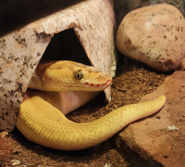 My pastel coloured young python peeking out of cave and staring at camera sternly.