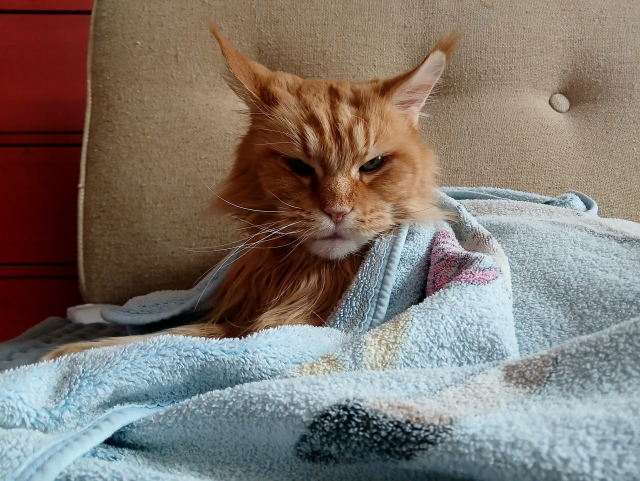 Nemocná Nefalšovaná kočka zabalená v dece a pod sebou má nahřívací dečku.